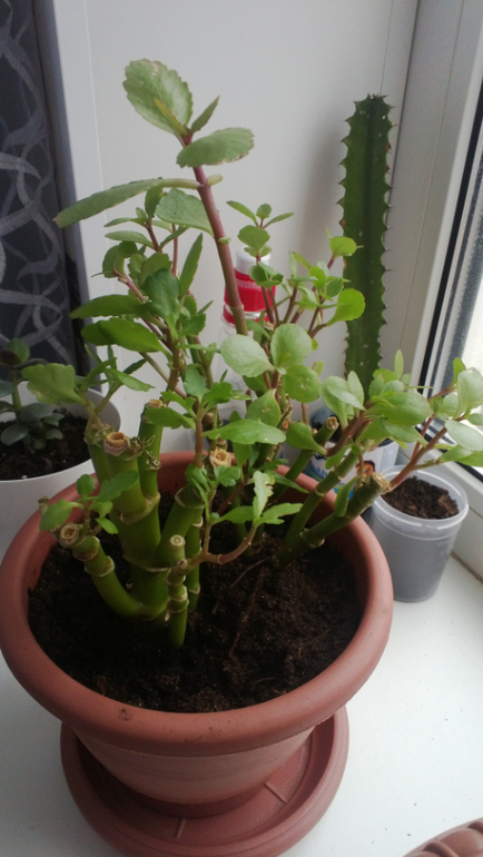 Мои цветочки / часть 1