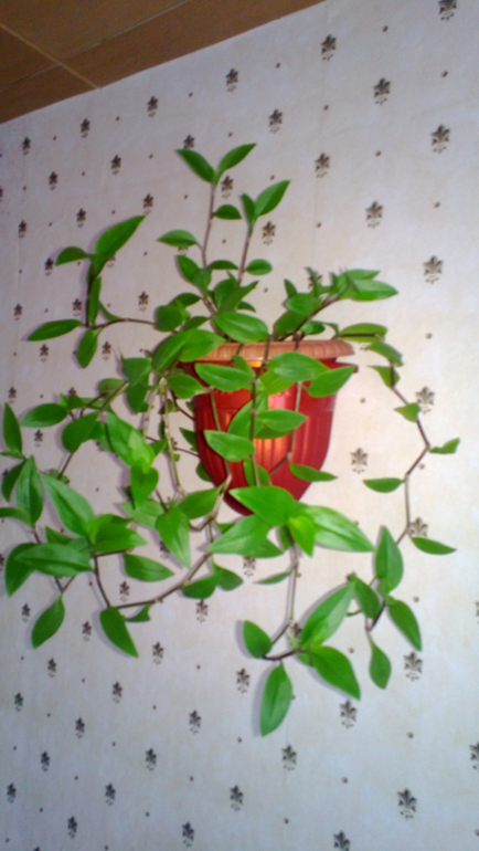 Мои цветочки / часть 1