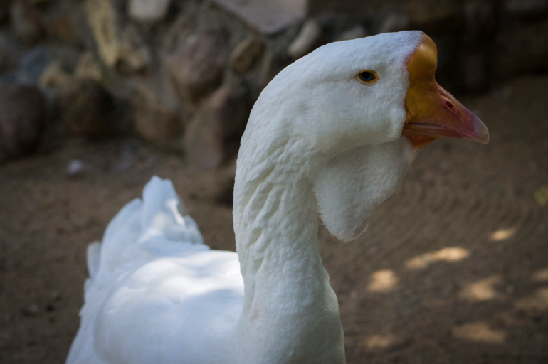 Поход в Московский зоопарк