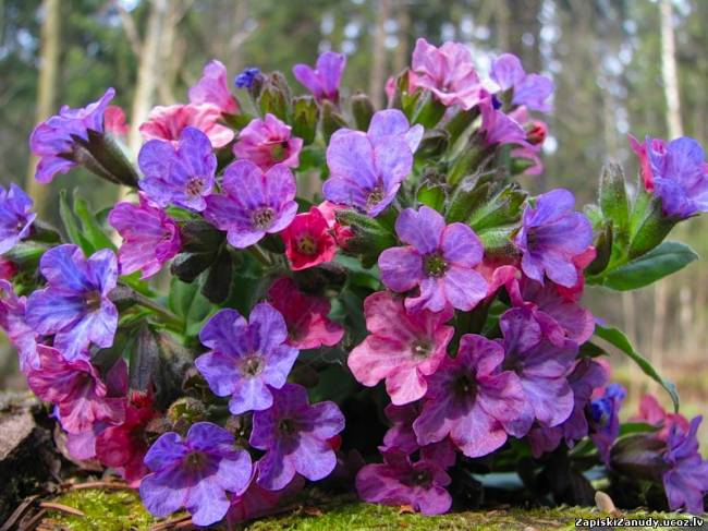 Совместник РИОЛИС. Четырнадцатый отчетный.