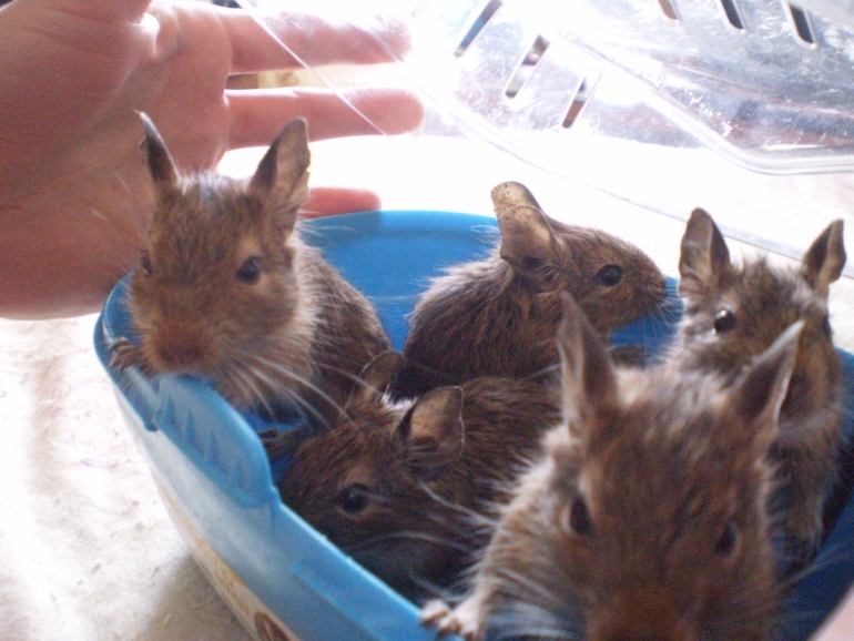 Дегу ищут хозяев