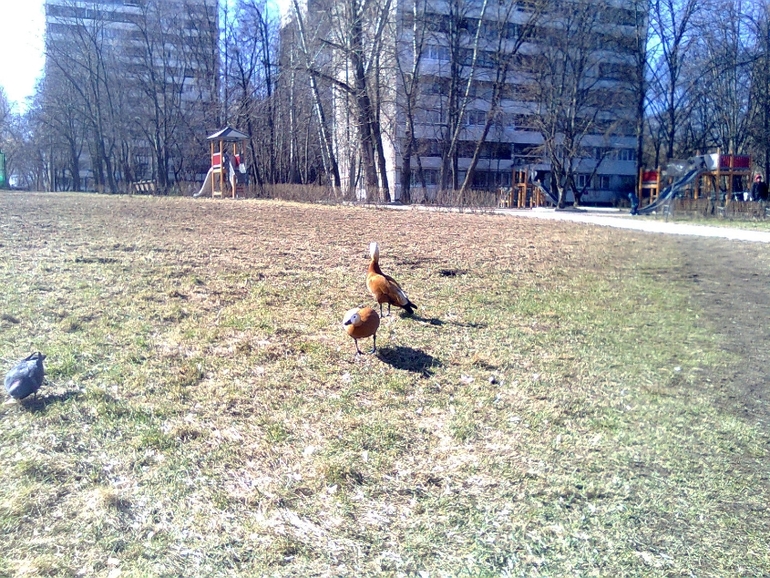 Утки прилетели