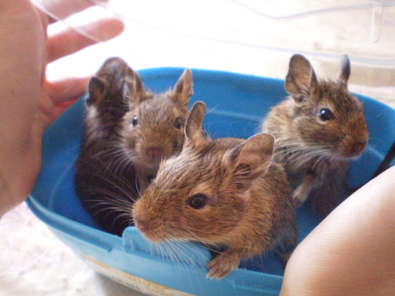 Дегу ищут хозяев)))