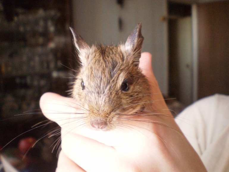 Дегу ищут хозяев)))