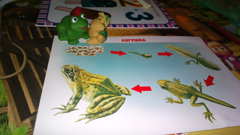 Наш Шичида ) подробности