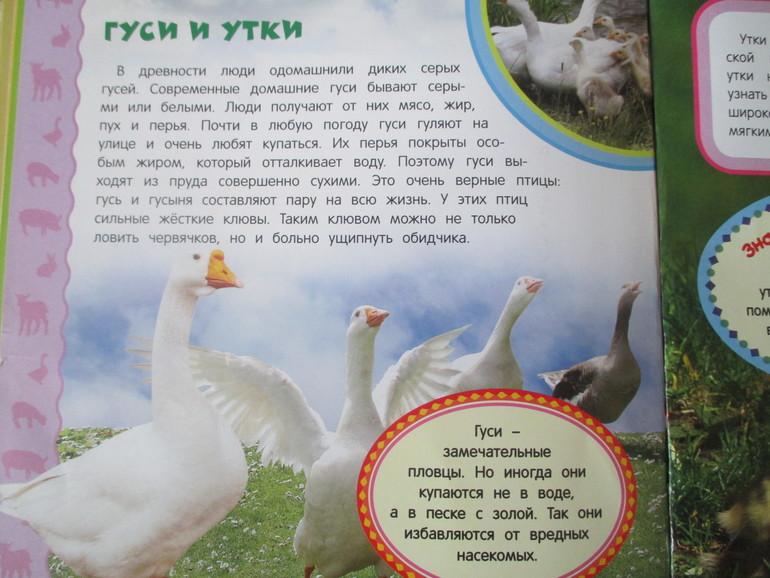 ФМ Птичий двор. Гуси.