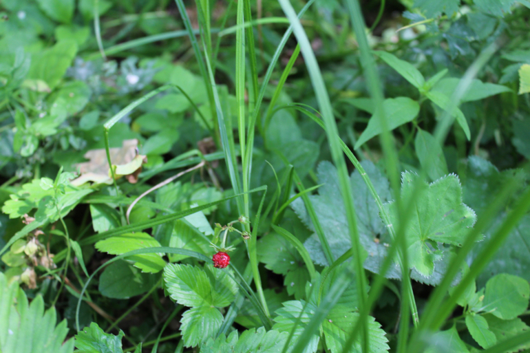 ТН "Навстречу природе"