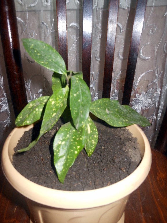 Что за зверь?