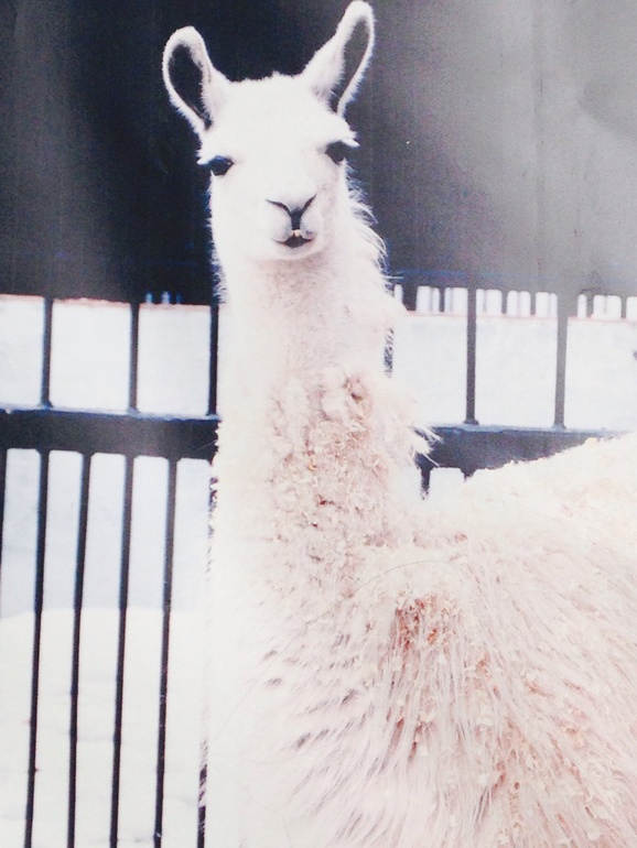 ЗООПАРК. Открытие сезона 2014.