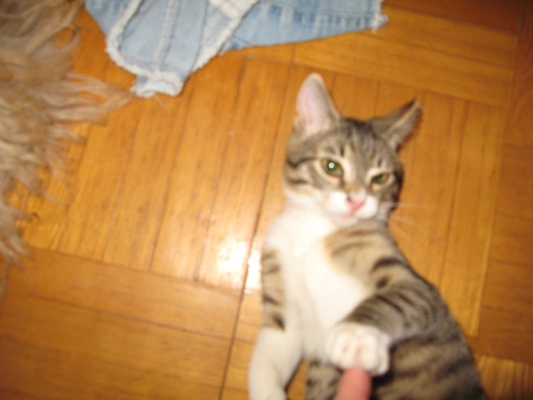 Мой зверинец