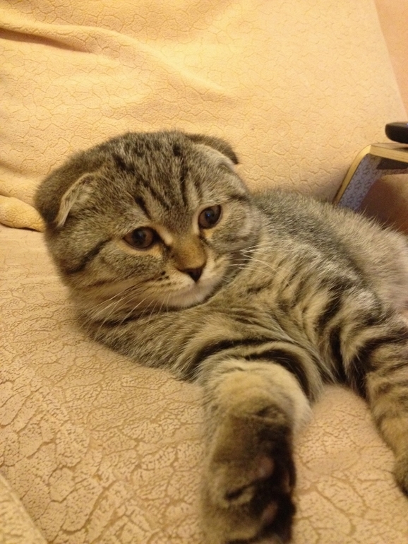 Наш Василий.