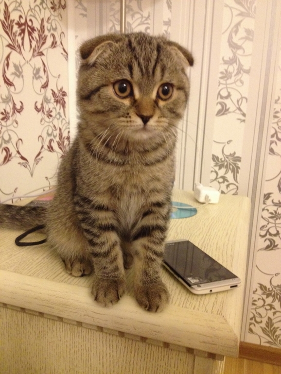 Наш Василий.