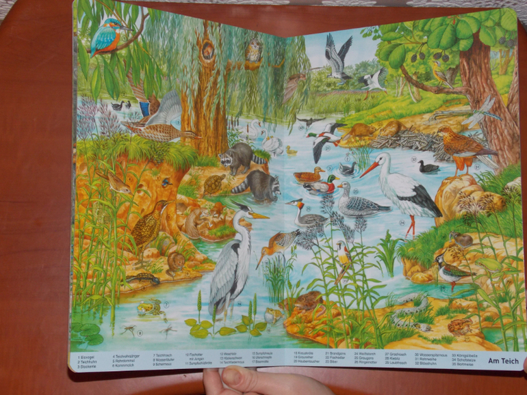 Развороты Mein großes Wimmelbuch Tiere, Anne Suess