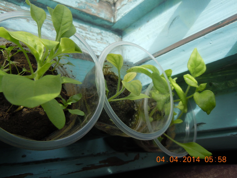 Уже есть небольшой опыт