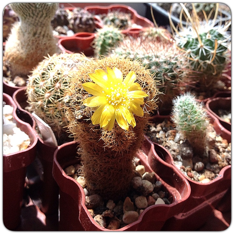 Утро красит нежным ... Цветом :)