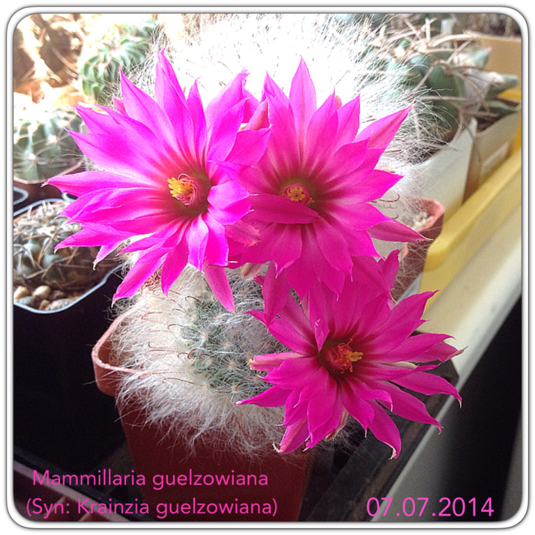 Субботняя колючка