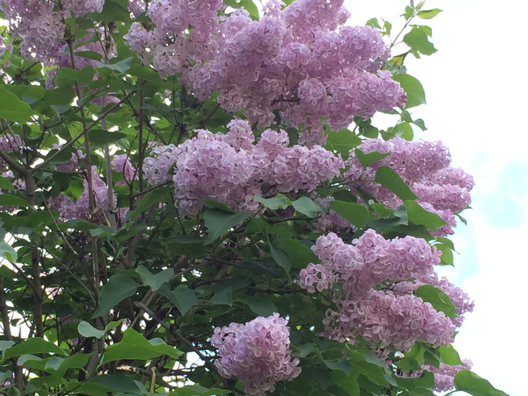 Сиреневое безумие (много фоток!!!)