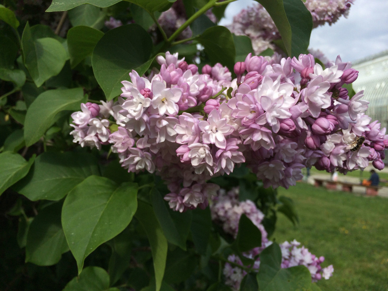 Сиреневое безумие (много фоток!!!)