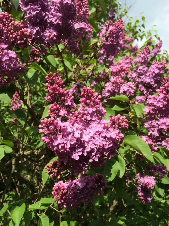 Сиреневое безумие (много фоток!!!)