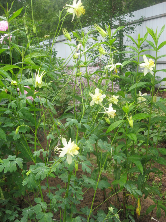 Летние, часть 1)