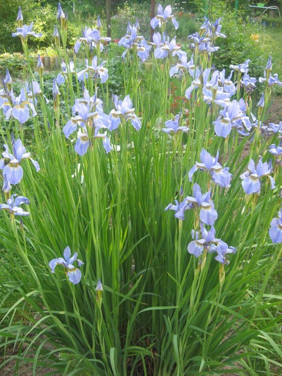 Летние, часть 1)