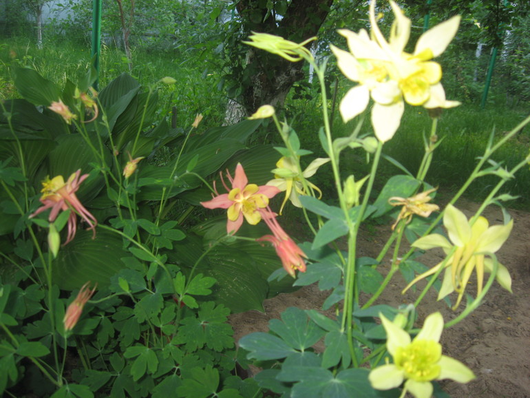 Летние, часть 1)