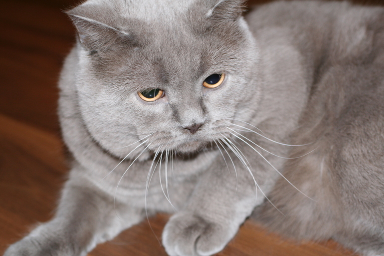 Белые и плюшевые :)