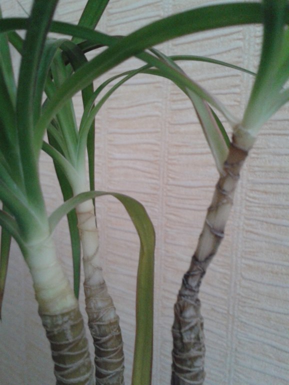 Погибает драцена