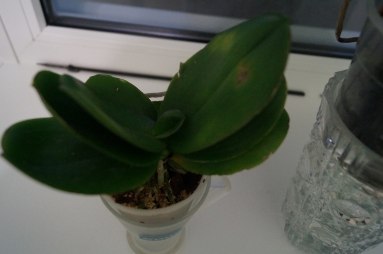 Мои питомцы