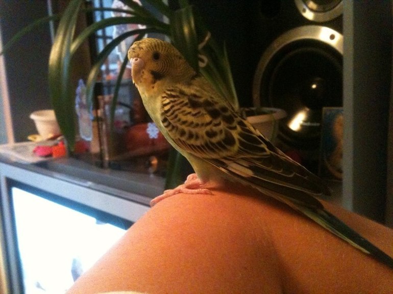 Мои любимые животные!