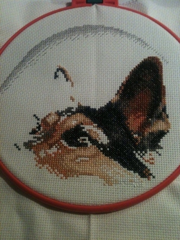 мой процесс день 4 Немецкая овчарка  ЗР