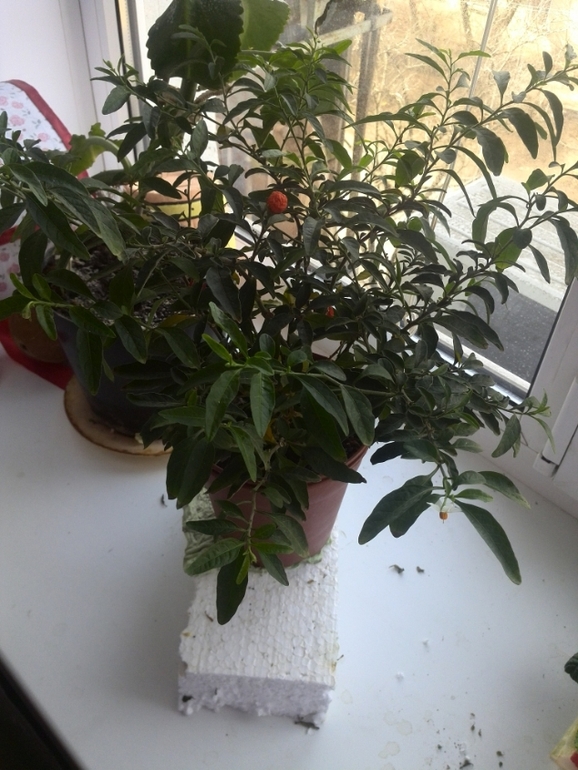 помогите спасти растюшки