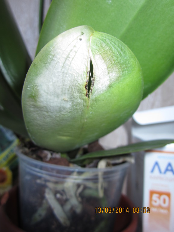 Помогите!!!! что с орхидеей?