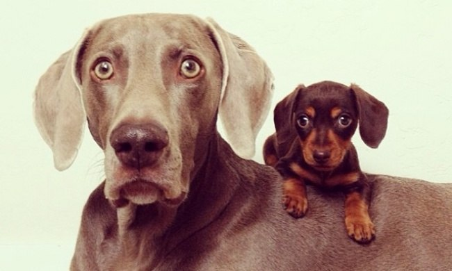 Собачья дружба