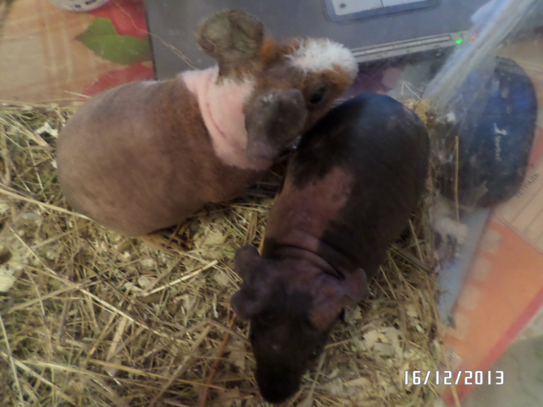 Моя любимая живность