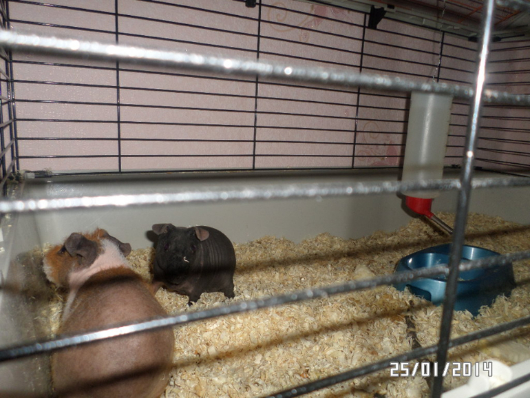 Моя любимая живность