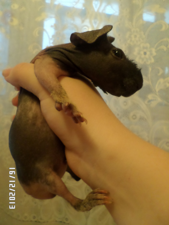 Моя любимая живность