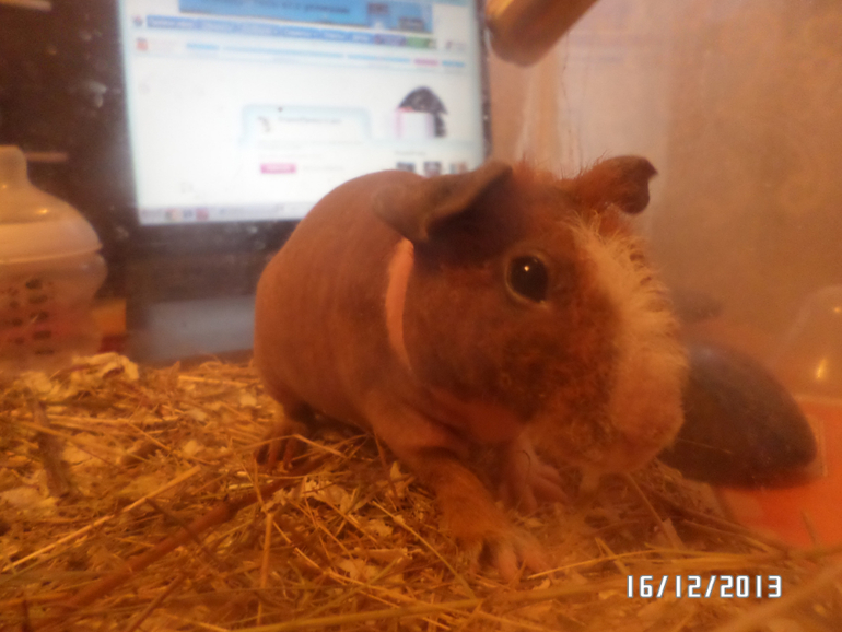 Моя любимая живность