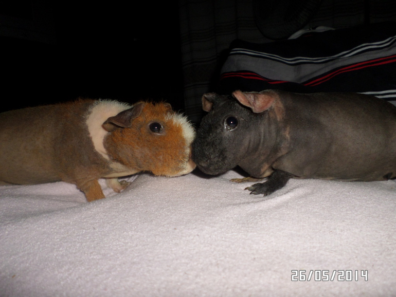 Моя любимая живность