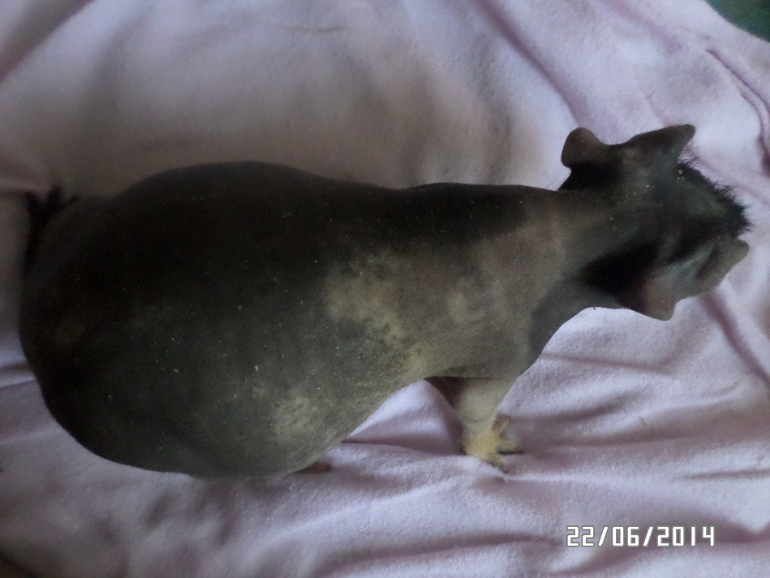 Беременные фотки))