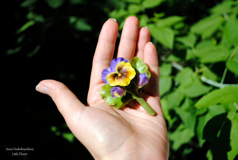 Брошь "Анютины глазки"