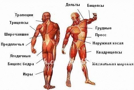 Основные группы мышц. Упражнения.