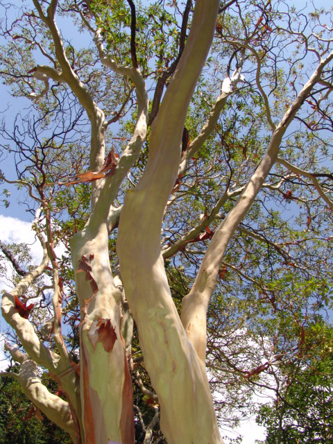 Алупка. Воронцовский дворец.