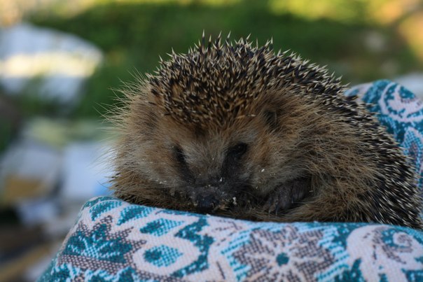 какие они все-таки милые..ежики!