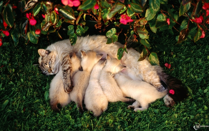 Месяц назад мы закончили ГВ