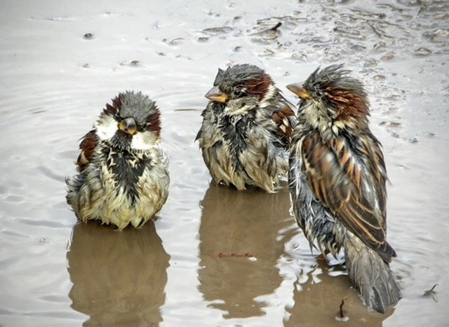 Дооождик!!!!!!!!!!!