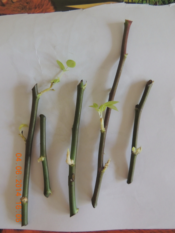 Розы из букета. Подскажите, умницы =)