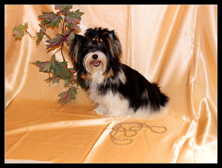 Моя красотка Шер 7.5 мес.