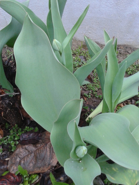 Ранняя весна