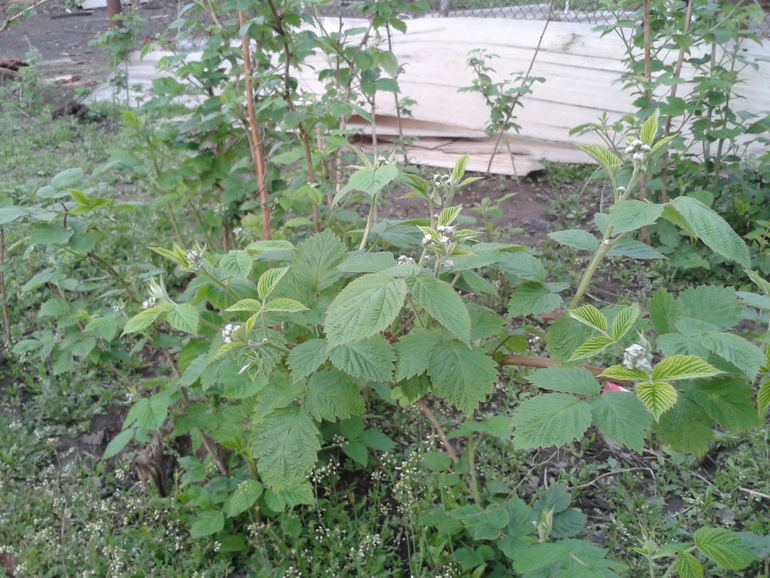 Моя радость